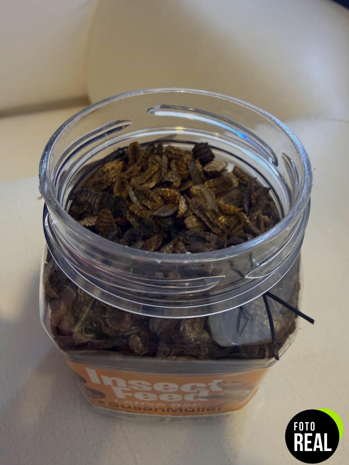 larvas-mosca-soldado-negra-snack-pajaros-mini-foto-1
