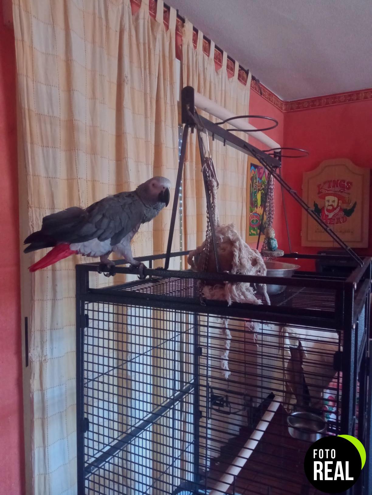 mqupin-juguete-masticar-loros-campanas-foto-1