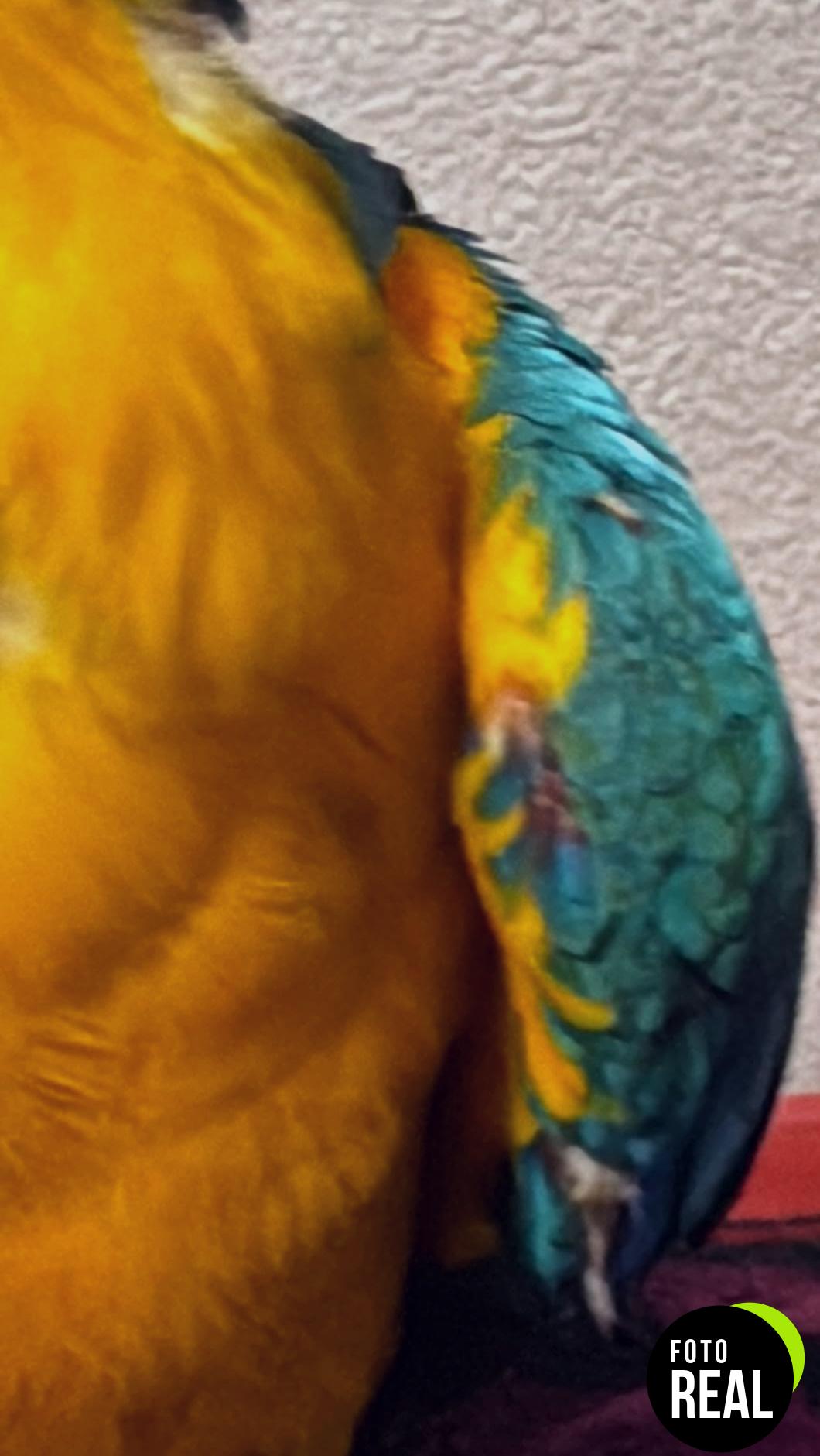 mymulike-juguete-loros-2023-foto-1