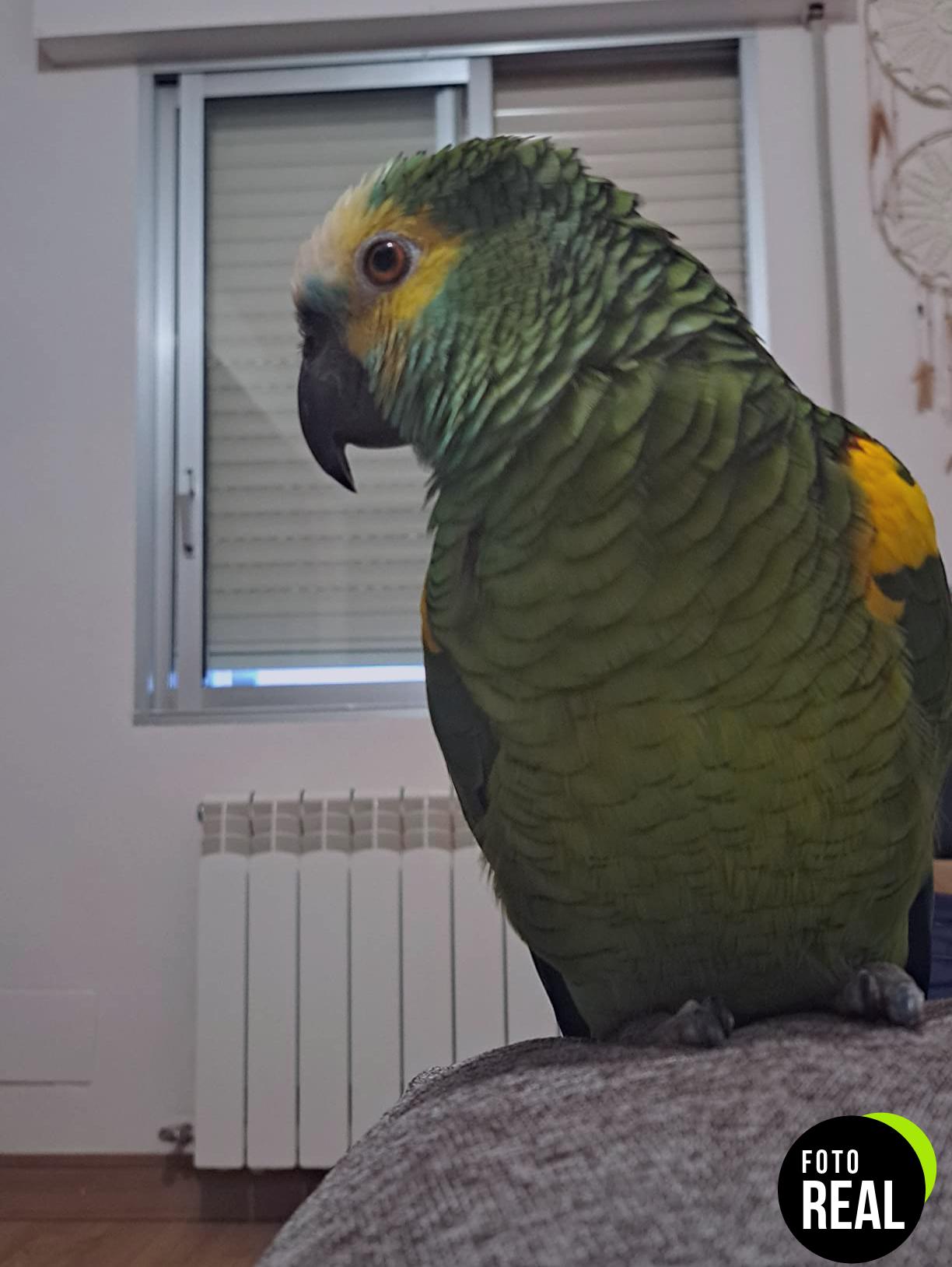 nutribird-p15-loros-10kg-foto-1